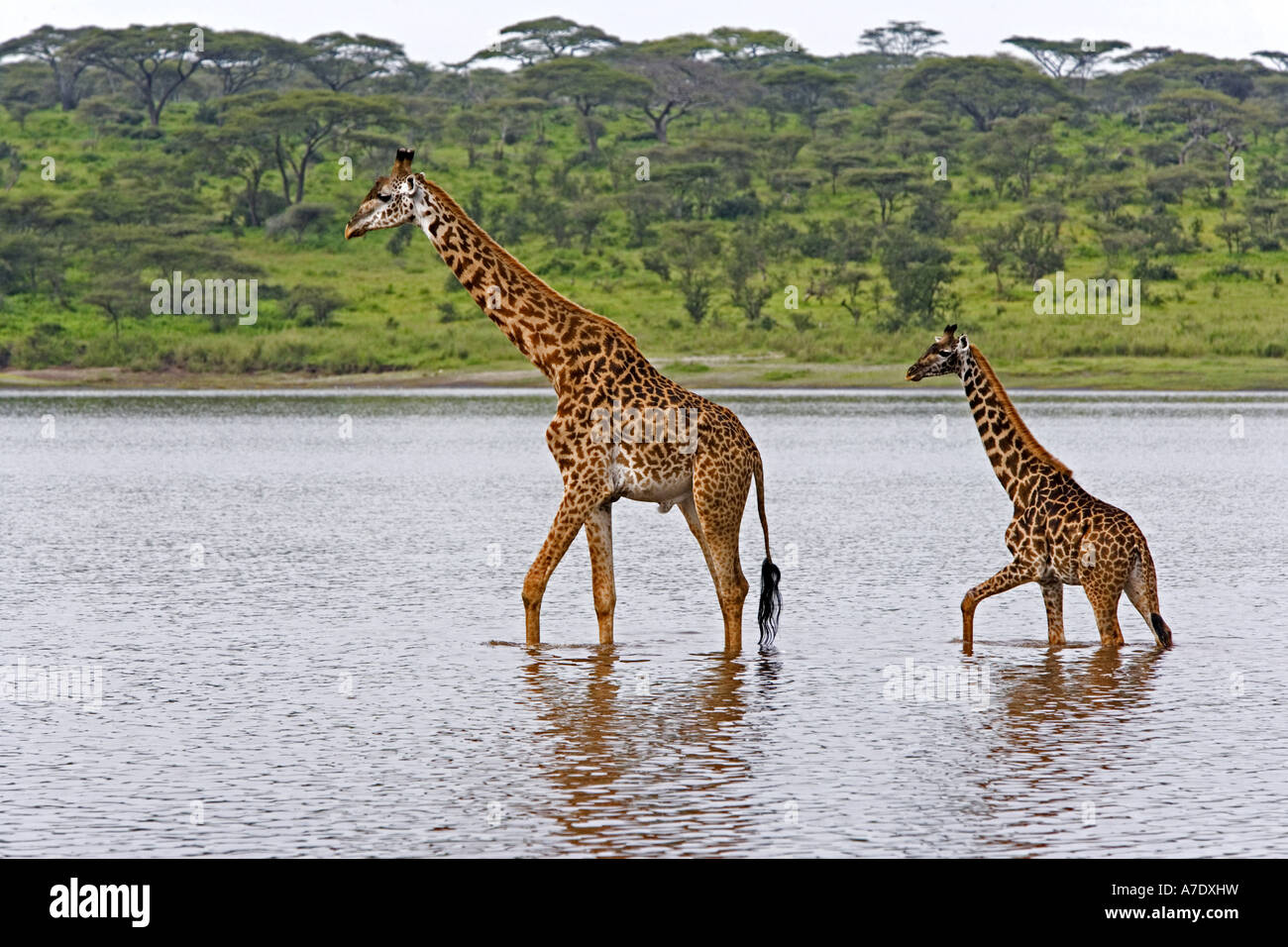 Masai-Giraffe (Giraffa Plancius Tippelskirchi), Vater und junge waten durch Wasserloch, Tansania, Serengeti NP, Lake N Stockfoto