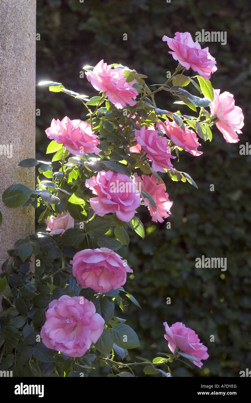 Rose (Rosa 'Bantry Bay', Rosa Bantry Bay), blühenden Strauch im Morgenlicht Stockfoto