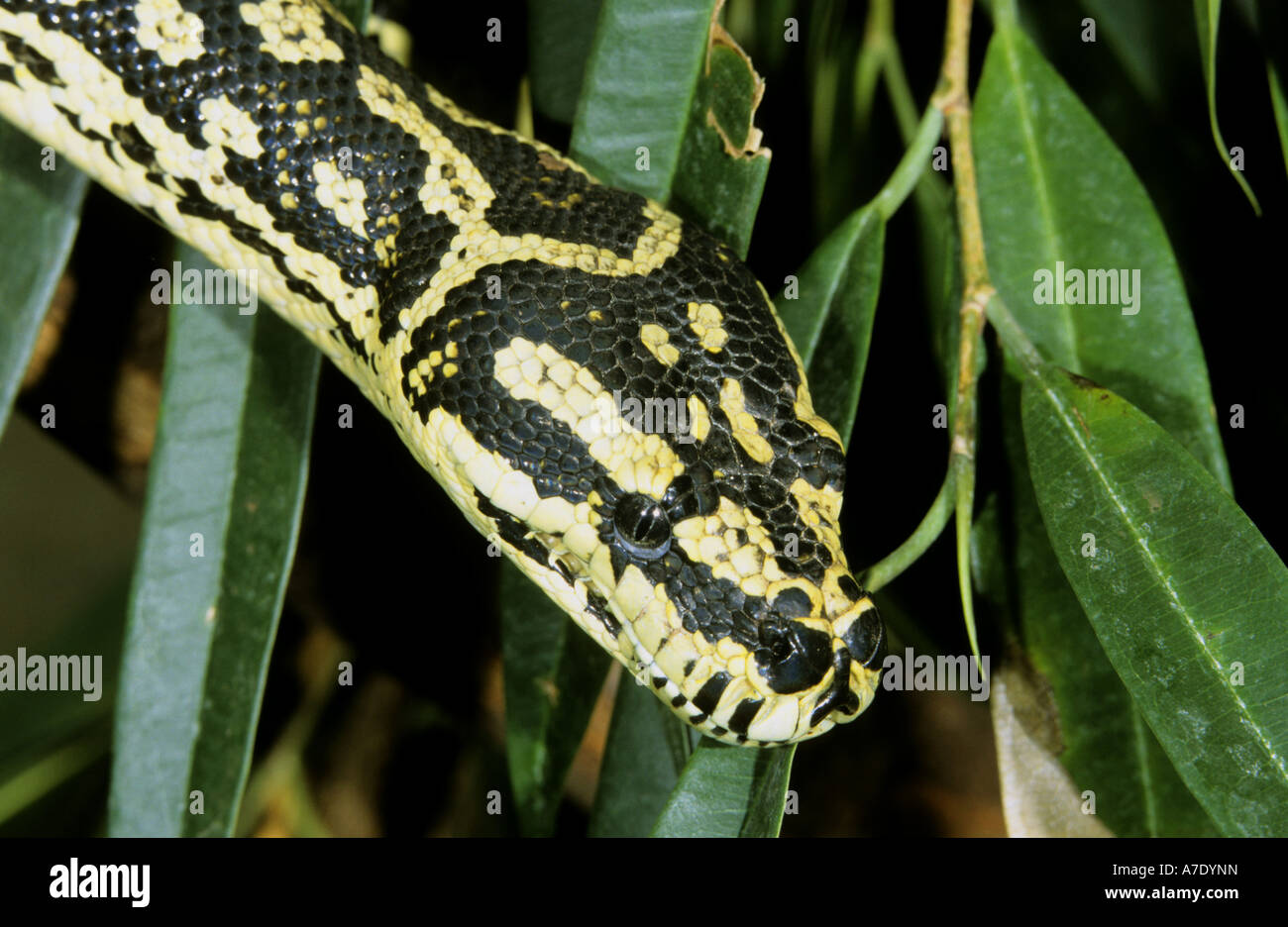 Teppich-Python (Morelia Spilota Variegata, Morelia Spilotes Variegata), Porträt Stockfoto