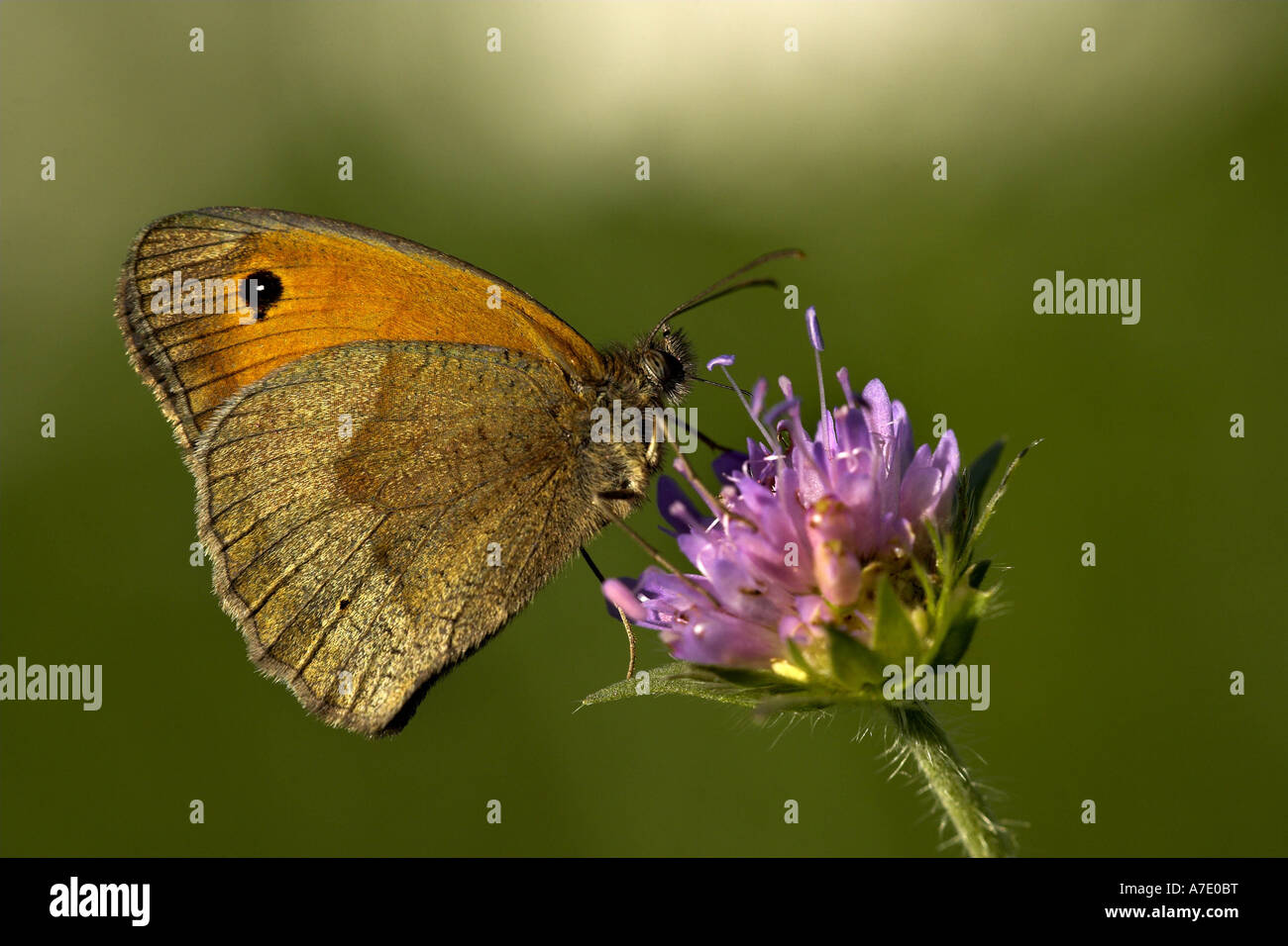 Wiese Braun (Maniola Jurtina, Epinephele Jurtina), sitzen auf Karde Stockfoto