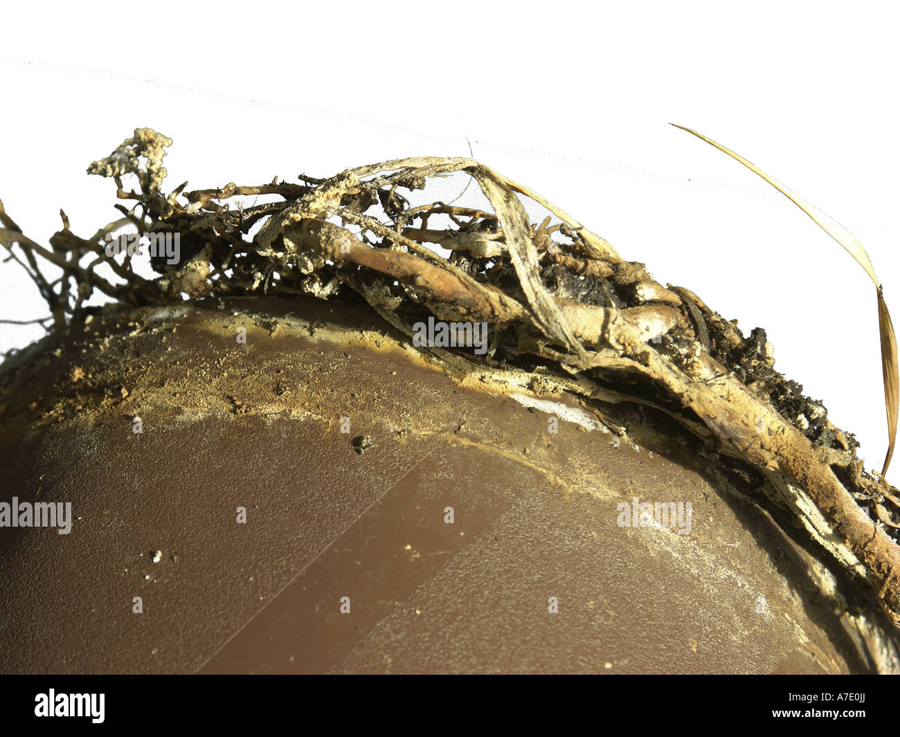 Drachenbaum (Dracaena Marginata), Wurzeln aus dem Topf, Fehler,  Pflanzenpflege Stockfotografie - Alamy