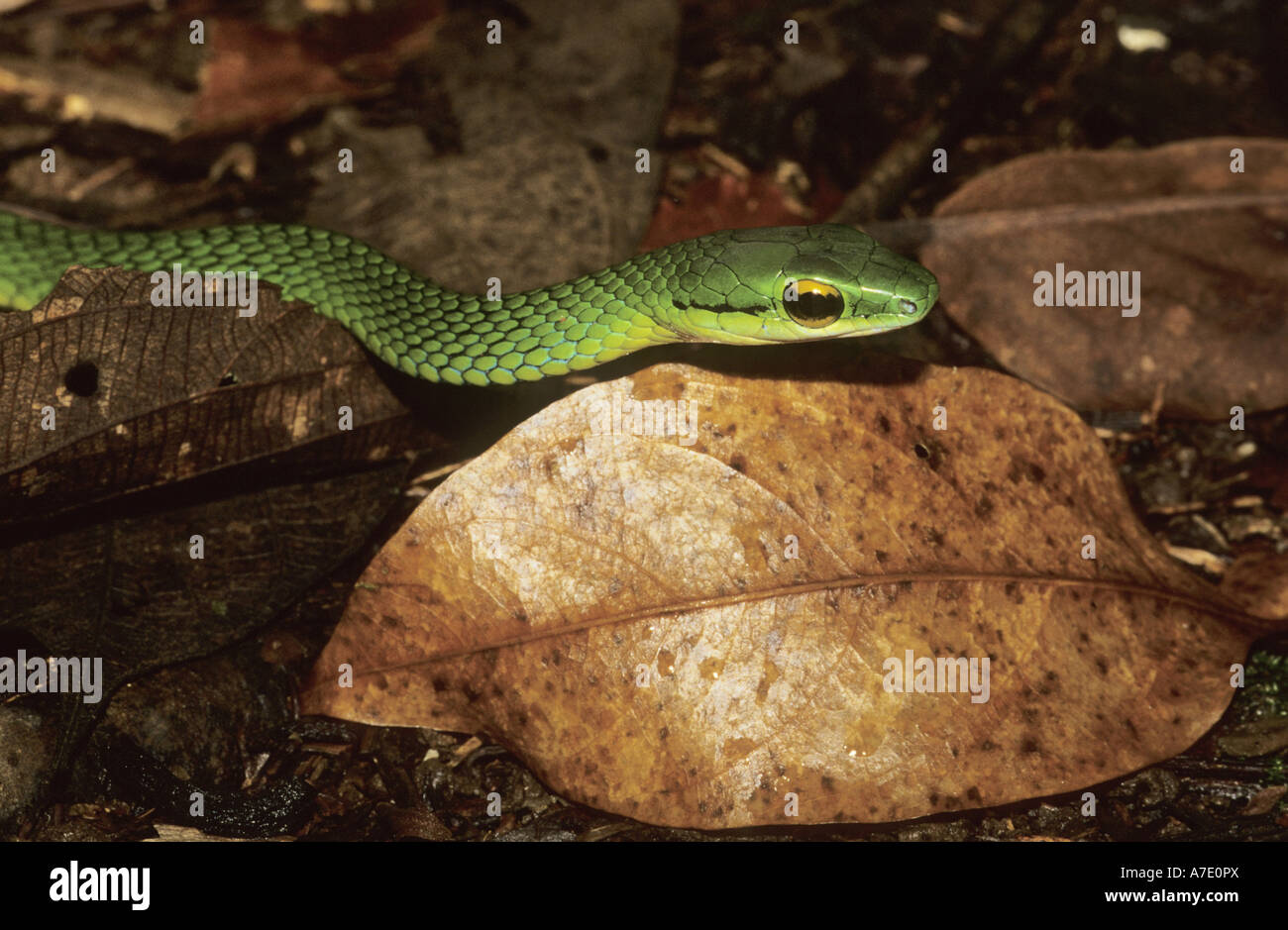 Cope Rebe Schlange, meistert Rebe Schlange (Oxybelis Brevirostris), portrait Stockfoto