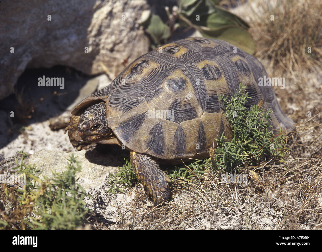 Südafrikanische Bugspriet Schildkröte (Chersina Angulata) Stockfoto