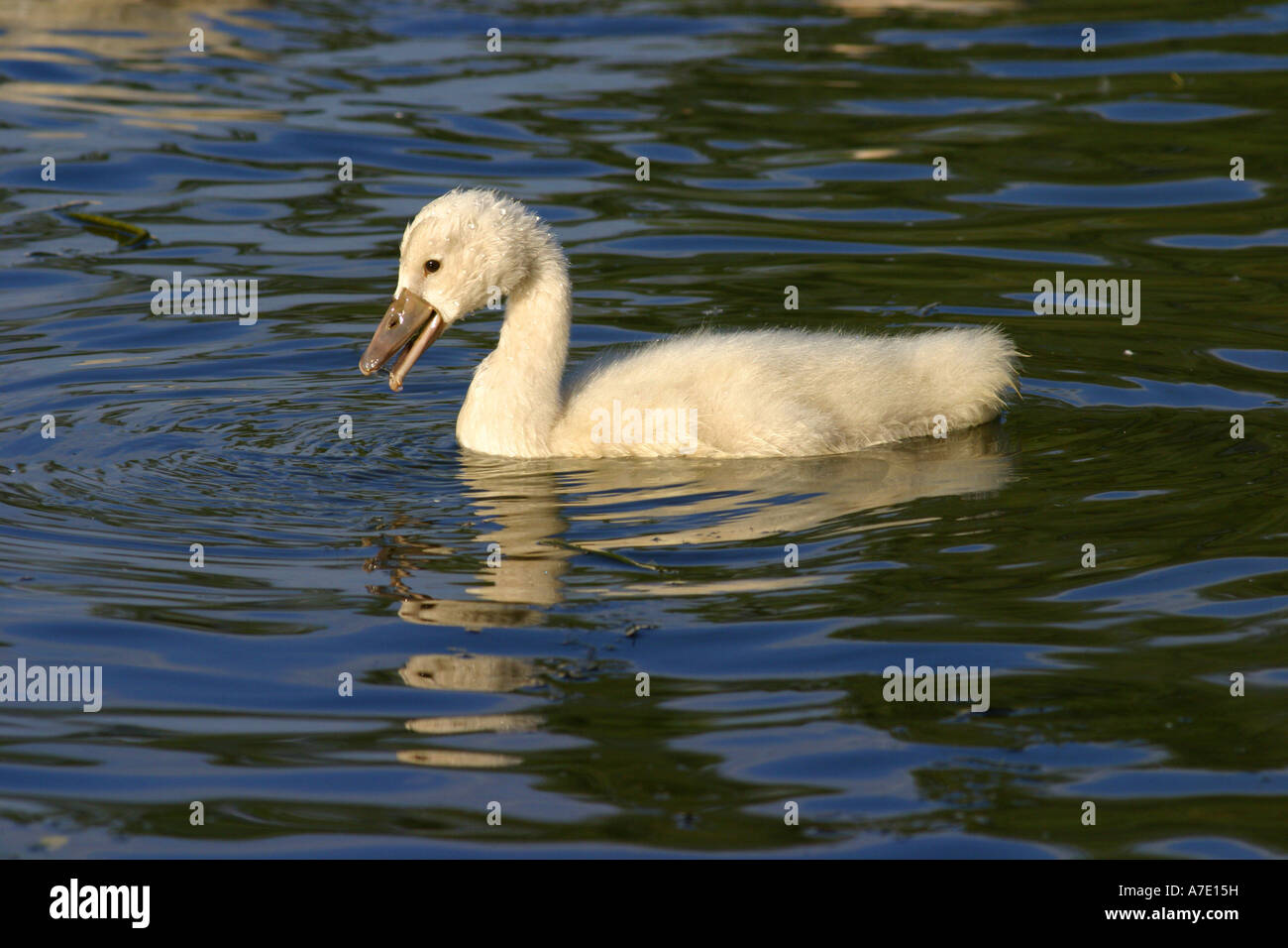 Höckerschwan (Cygnus Olor), jung, Deutschland, Baden-Württemberg Stockfoto