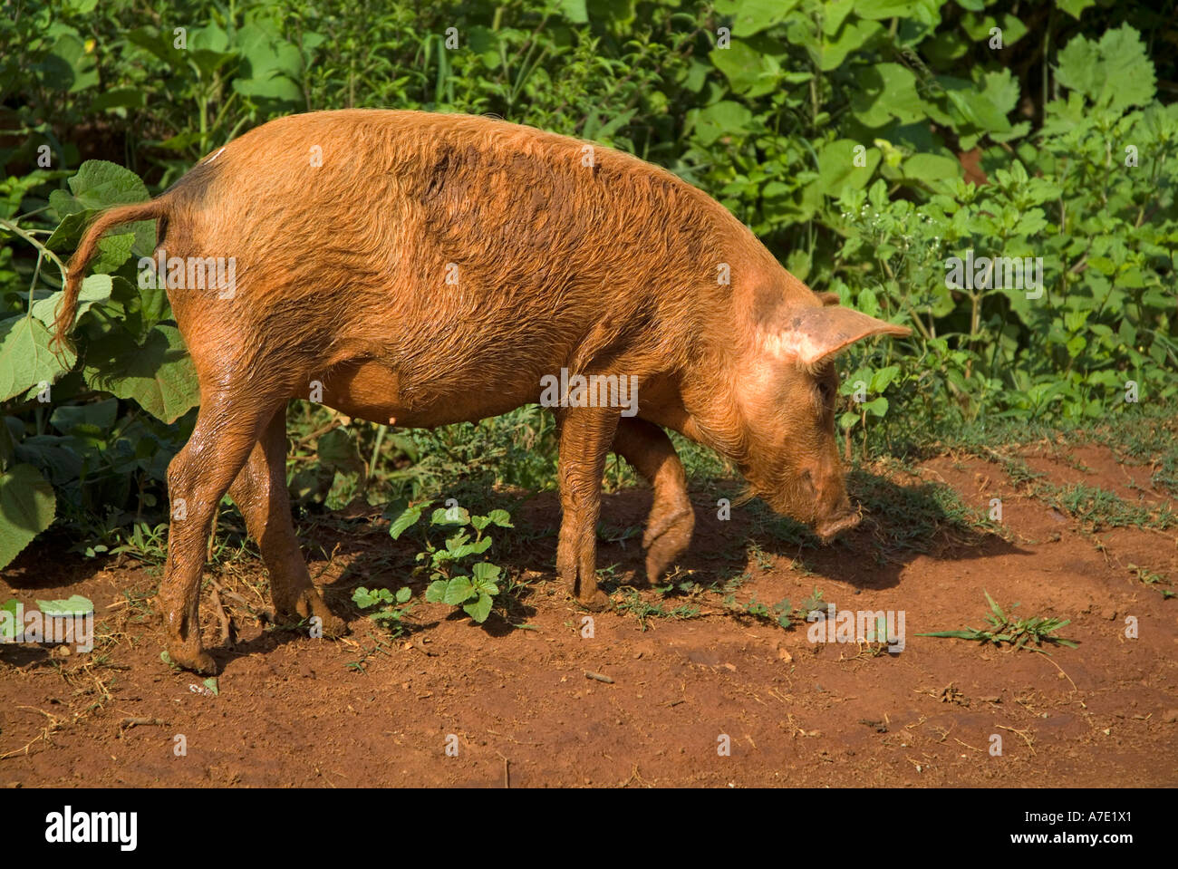 Roten Schwein fossicking für Lebensmittel auf einem schlammigen Weg, Vinales, Kuba. Stockfoto