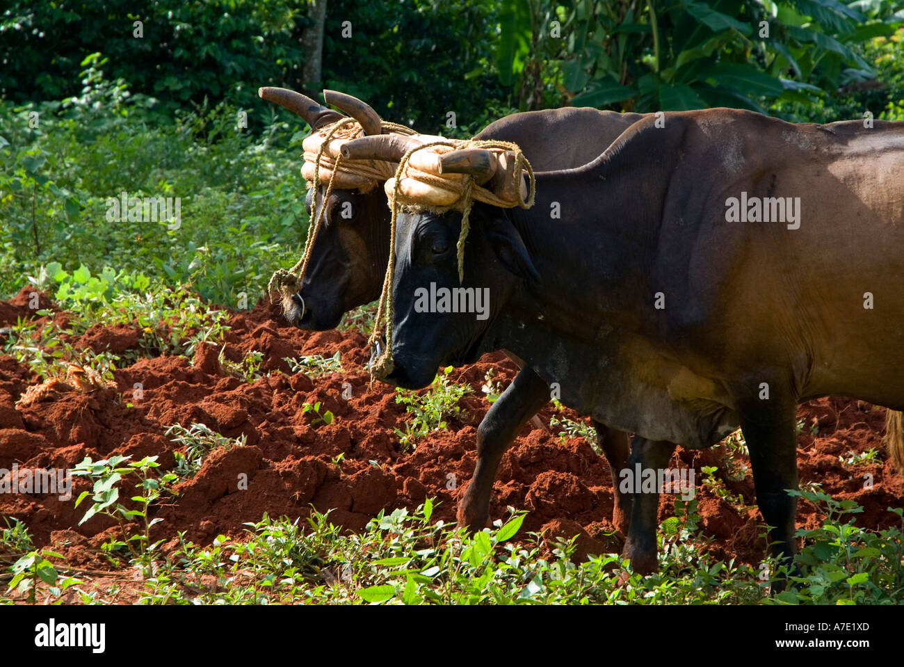 Leiter der zwei Rinder, die in einem Gebiet Vinales Kuba Pflügen Stockfoto