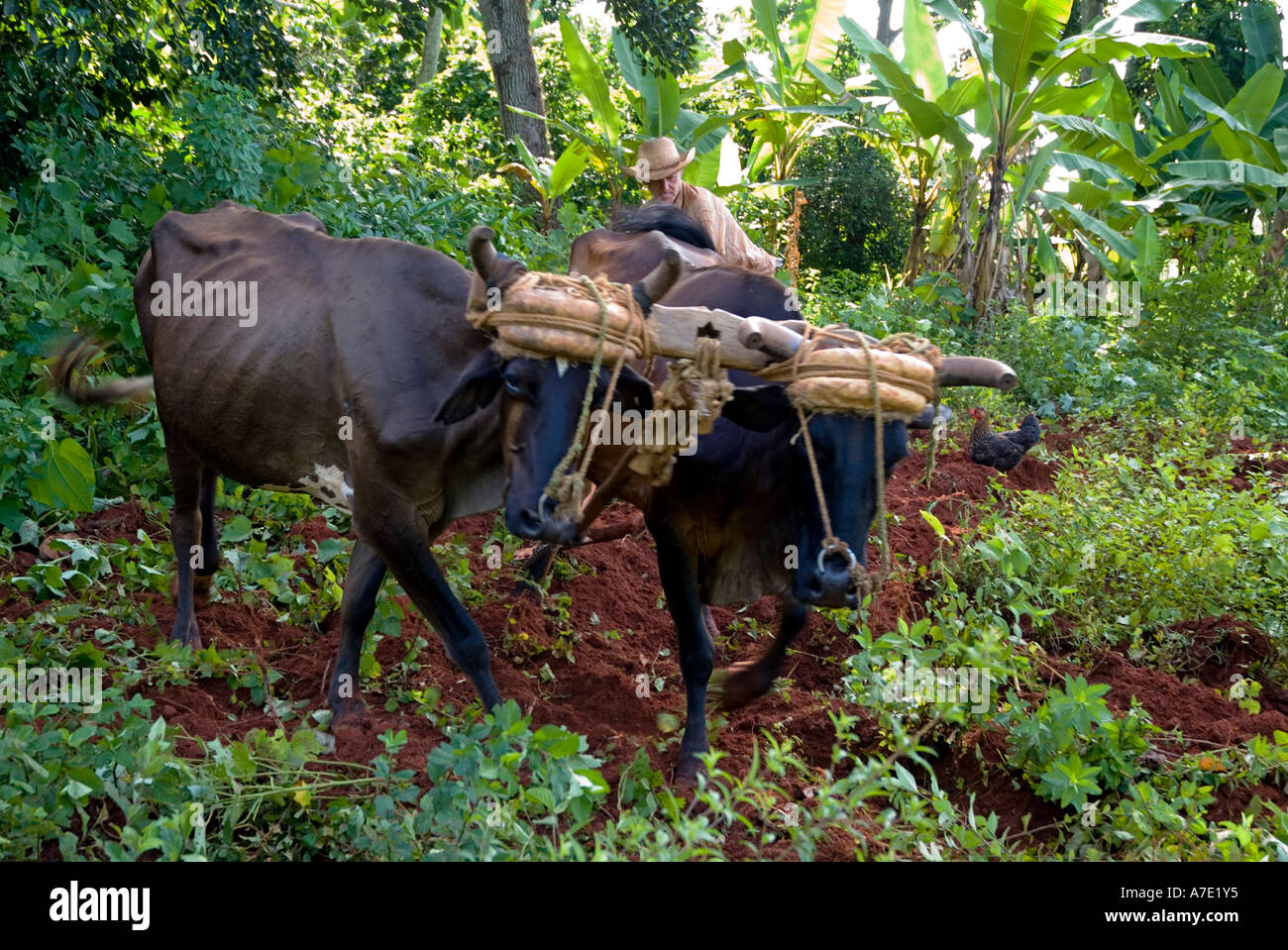 Kubanische Bauer sein Feld mit zwei Rinder Vinales Kuba Pflügen Stockfoto