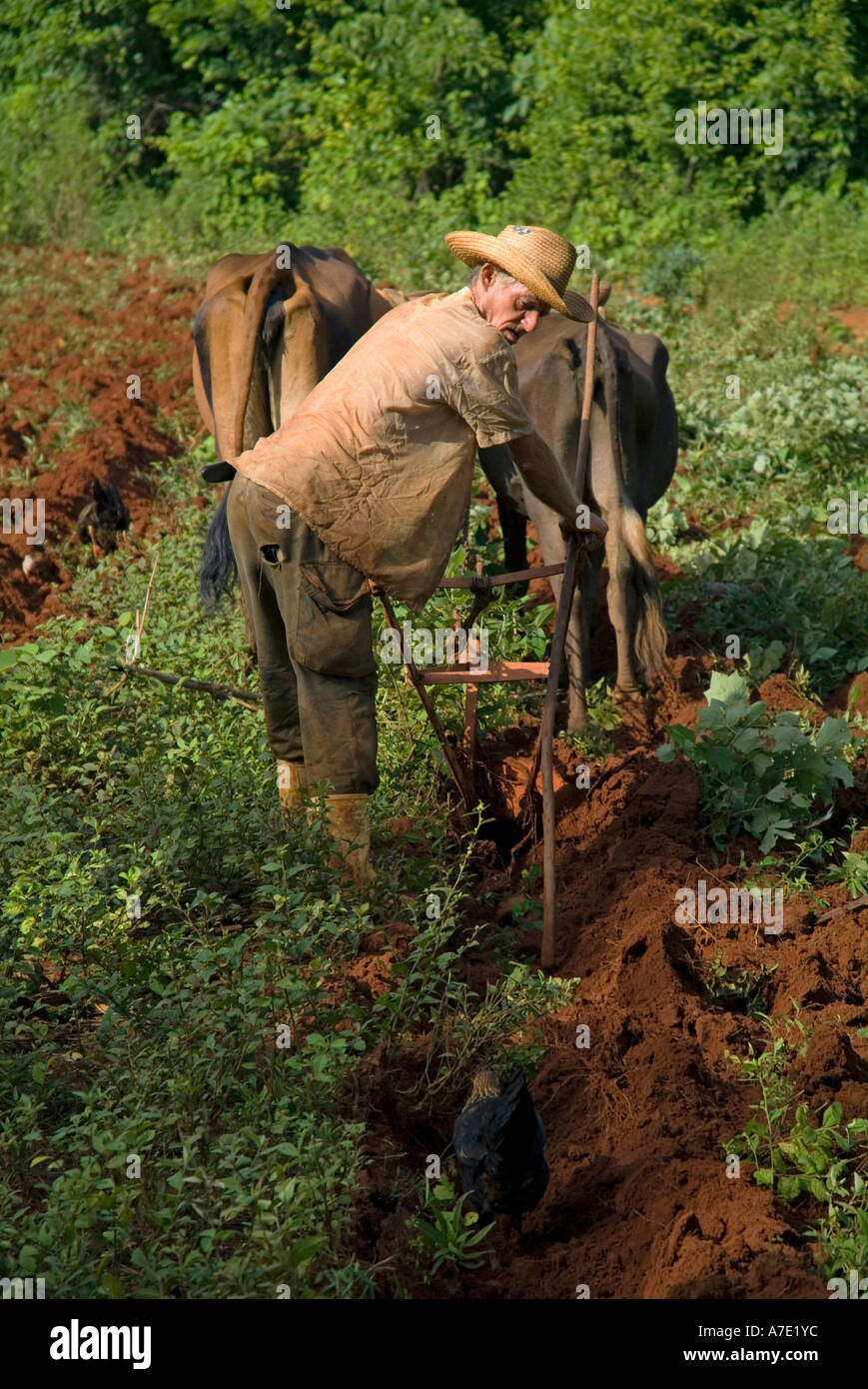 Bauern bei der Arbeit beim Pflügen seines Fachs, Vinales, Kuba. Stockfoto