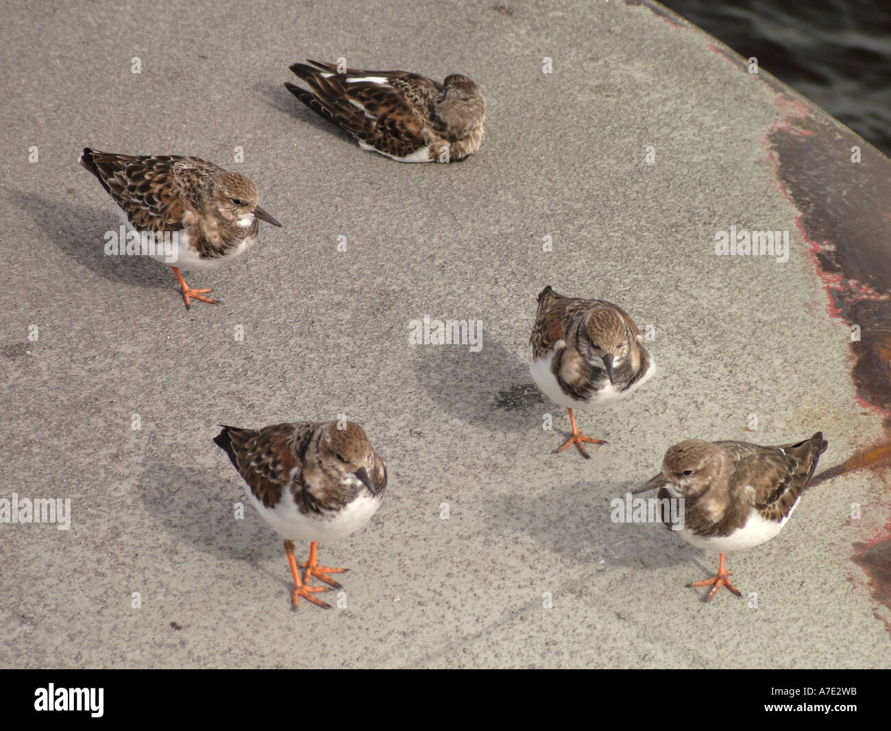 AJD47908, Fort George Island, FL, Florida Stockfoto