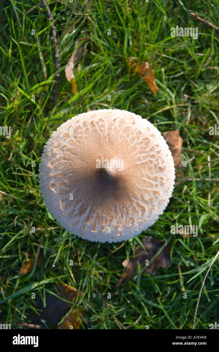 Herbst Pilz im Forest of Dean Rede House, Gloucestershire Stockfoto