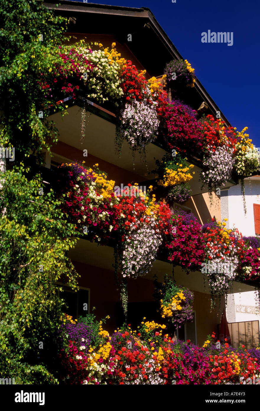 Blumenkasten, Blumenkästen, flowerbox, Blumenkästen, Blumen in voller  Blüte, Dorf Zernez, Zernez, Graubünden Kanton, in der Schweiz, Europa  Stockfotografie - Alamy