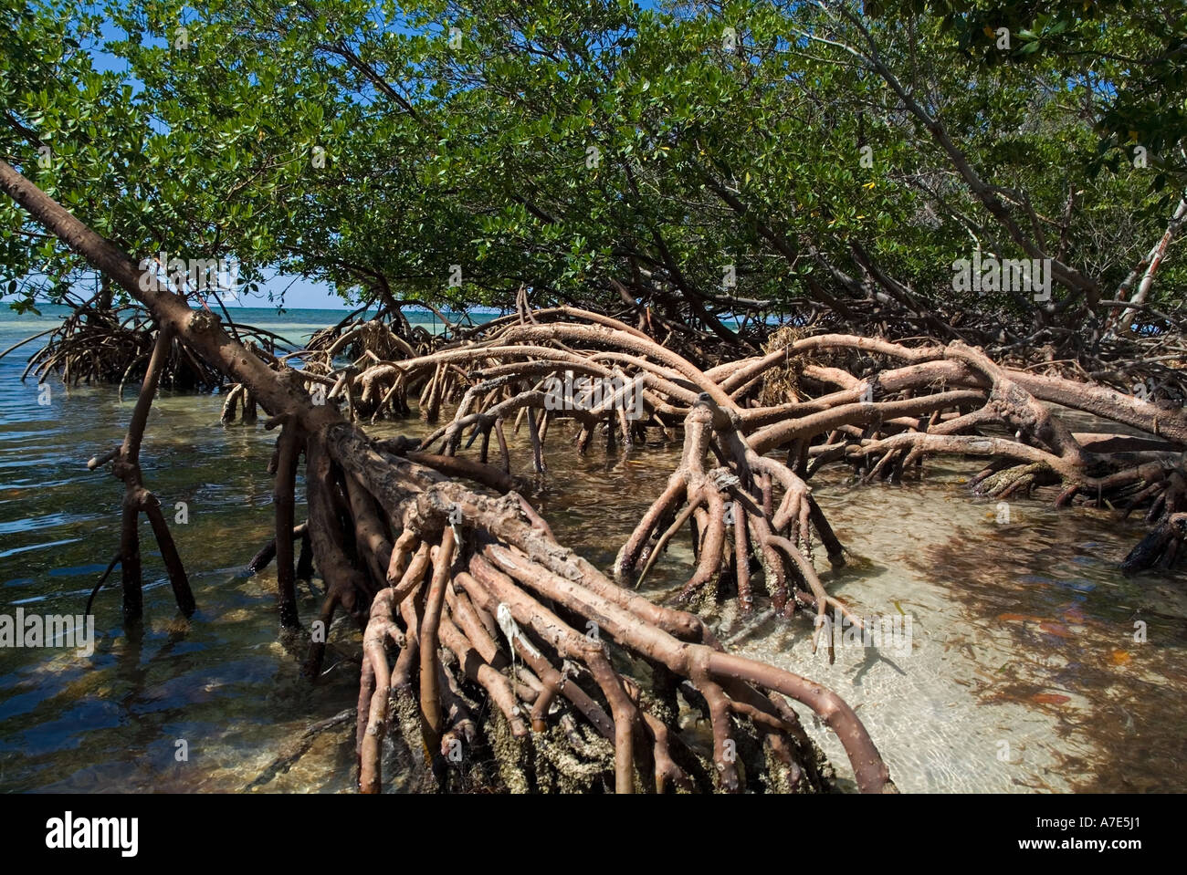 Mangroven wachsen in den Gewässern von Cayo Jutias, Kuba. Stockfoto