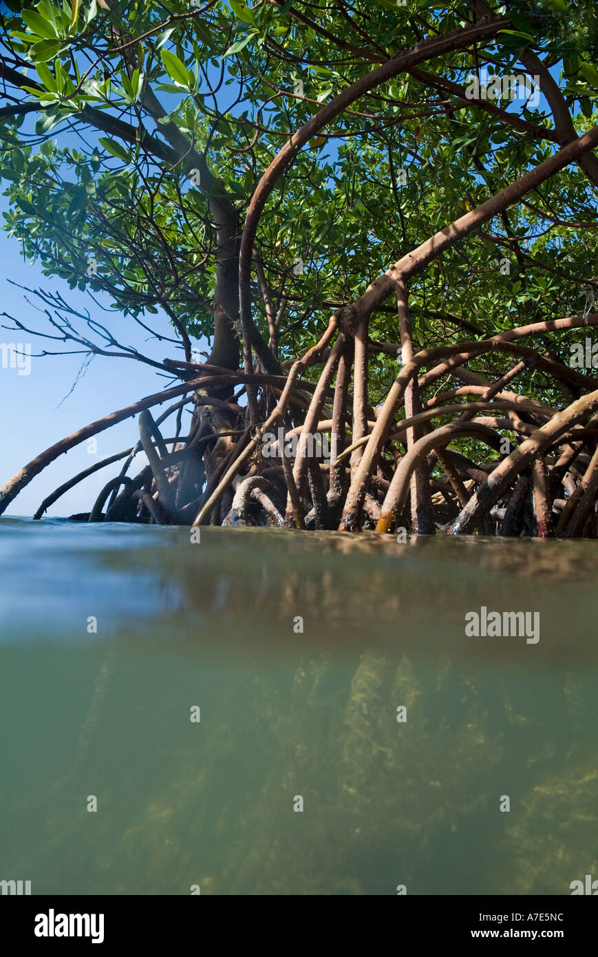 Mangroven wachsen in den Gewässern von Cayo Jutias, Kuba. Stockfoto