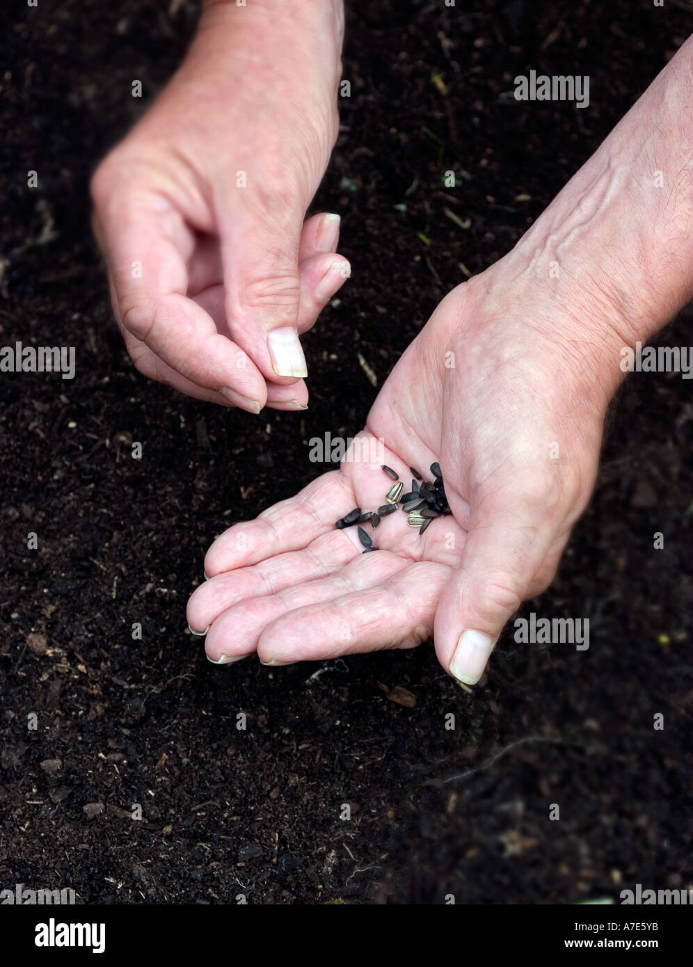 Aussaat der Samen auf organischen Böden Stockfoto