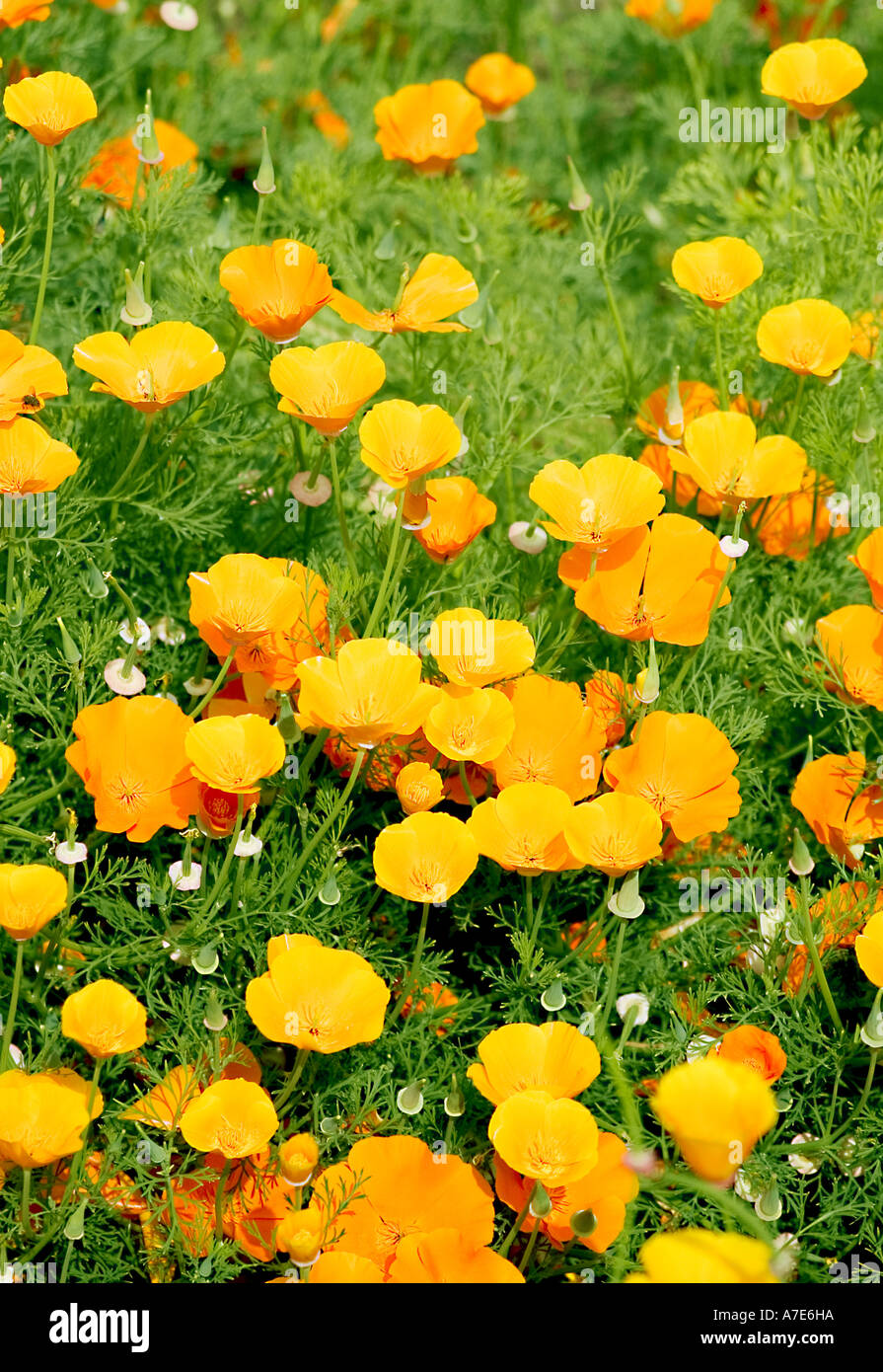 Orange kalifornische Mohn "Eschscholzia Californica" Blüte im Sommer Stockfoto