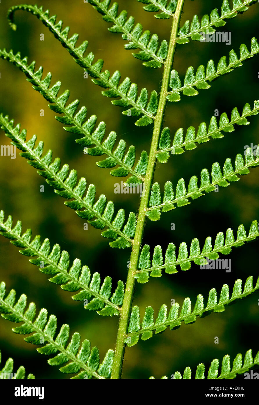 Natürliche Aufnahme von Farn Blatt "Matteuccia Struthiopteris" Stockfoto