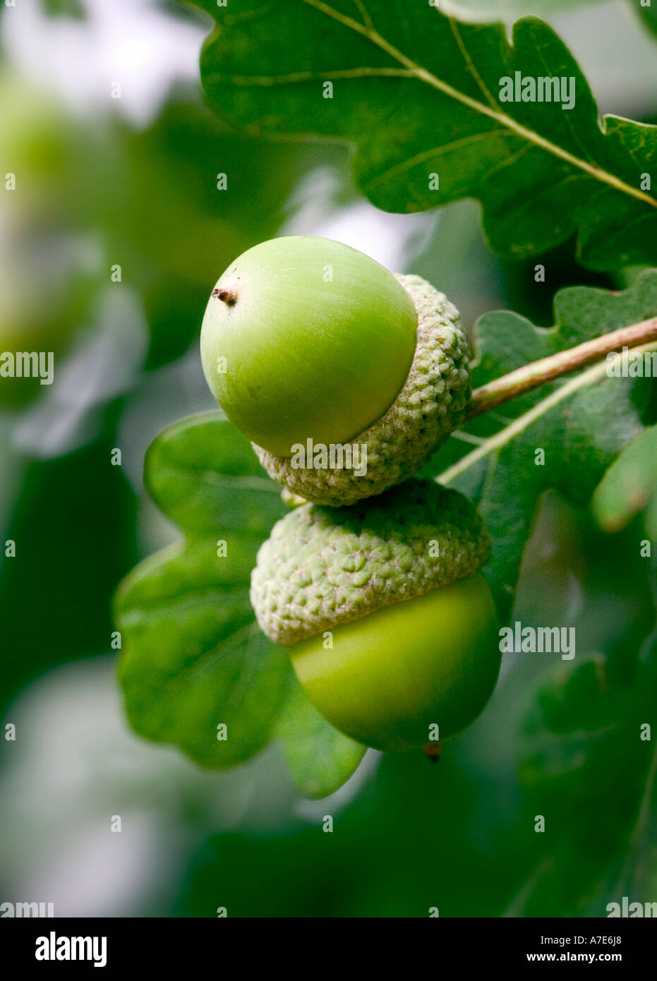 Gemeinsamer Name: Acons/Eiche Baum Blätter lateinischen Name: Quercus Robur Stockfoto