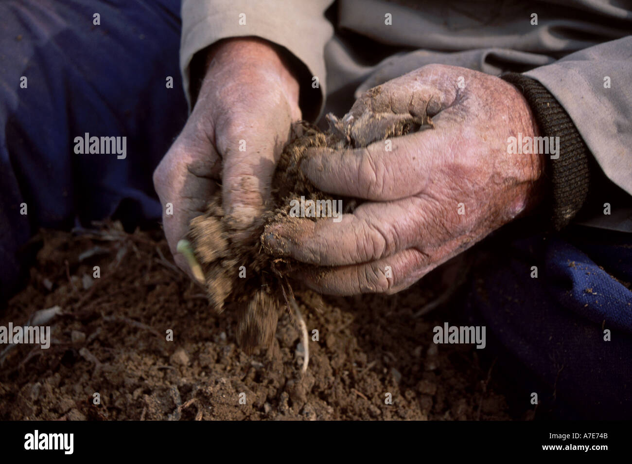 Hände, die Kommissionierung Gemüse vom Feld Stockfoto