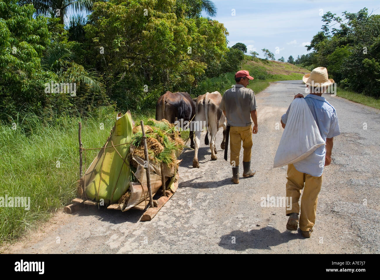 Landwirte zu Fuß entlang der Landstraße mit ihren Rindern und Pflug, Tal von Vinales, Kuba. Stockfoto