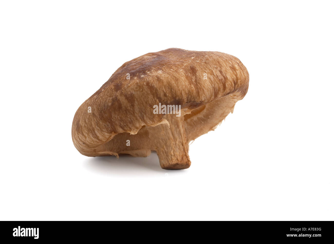 Shiitake-Pilz hautnah Stockfoto