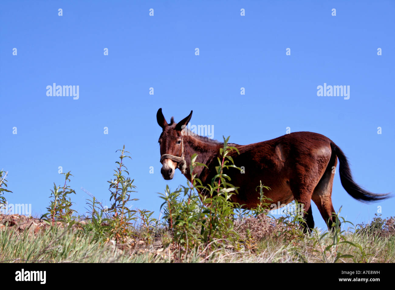 Maultier auf einem Hügel Algarve Portugal Europa Stockfoto