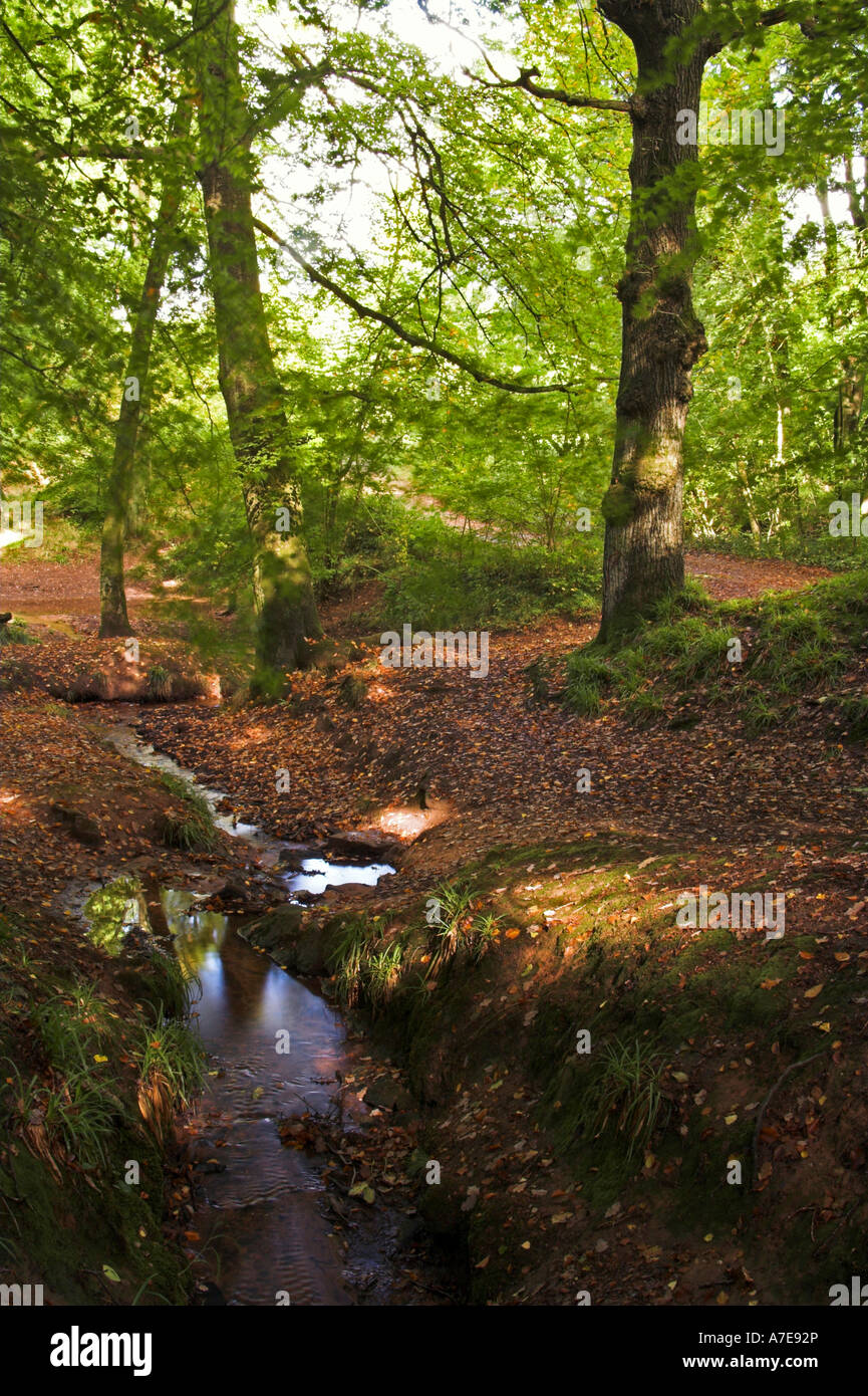 Woodland-Bach in der Nähe Littledean, Gloucestershire, England. Stockfoto