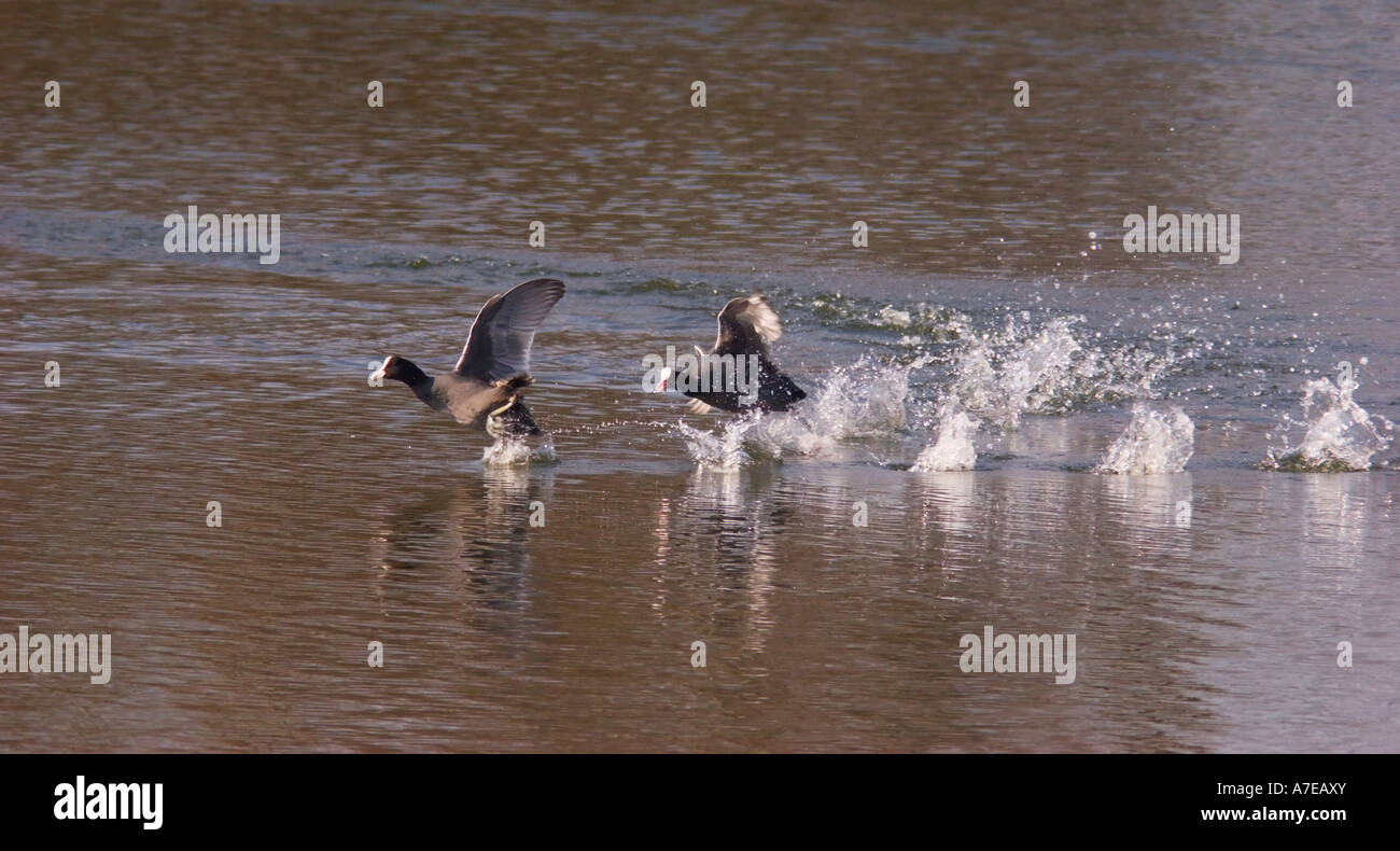 Zwei Blässhühner (Fulica Atra) läuft über einen Teich, einer nach dem anderen Stockfoto