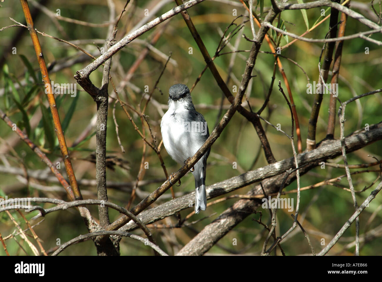 Weißen Brüsten Robin Eopsaltria georgiana Stockfoto