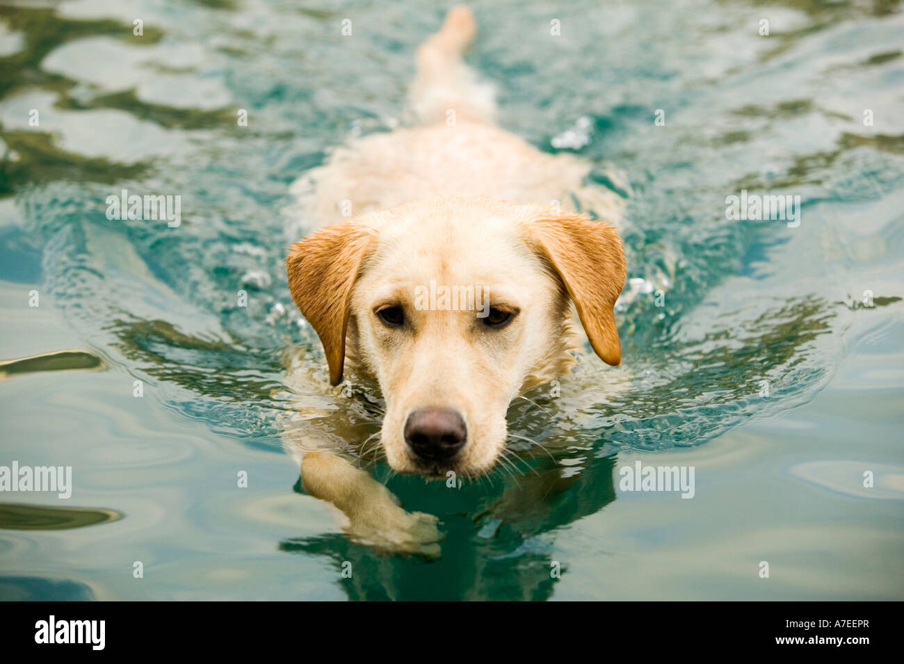 Gelber Labrador im Meer schwimmen. Stockfoto