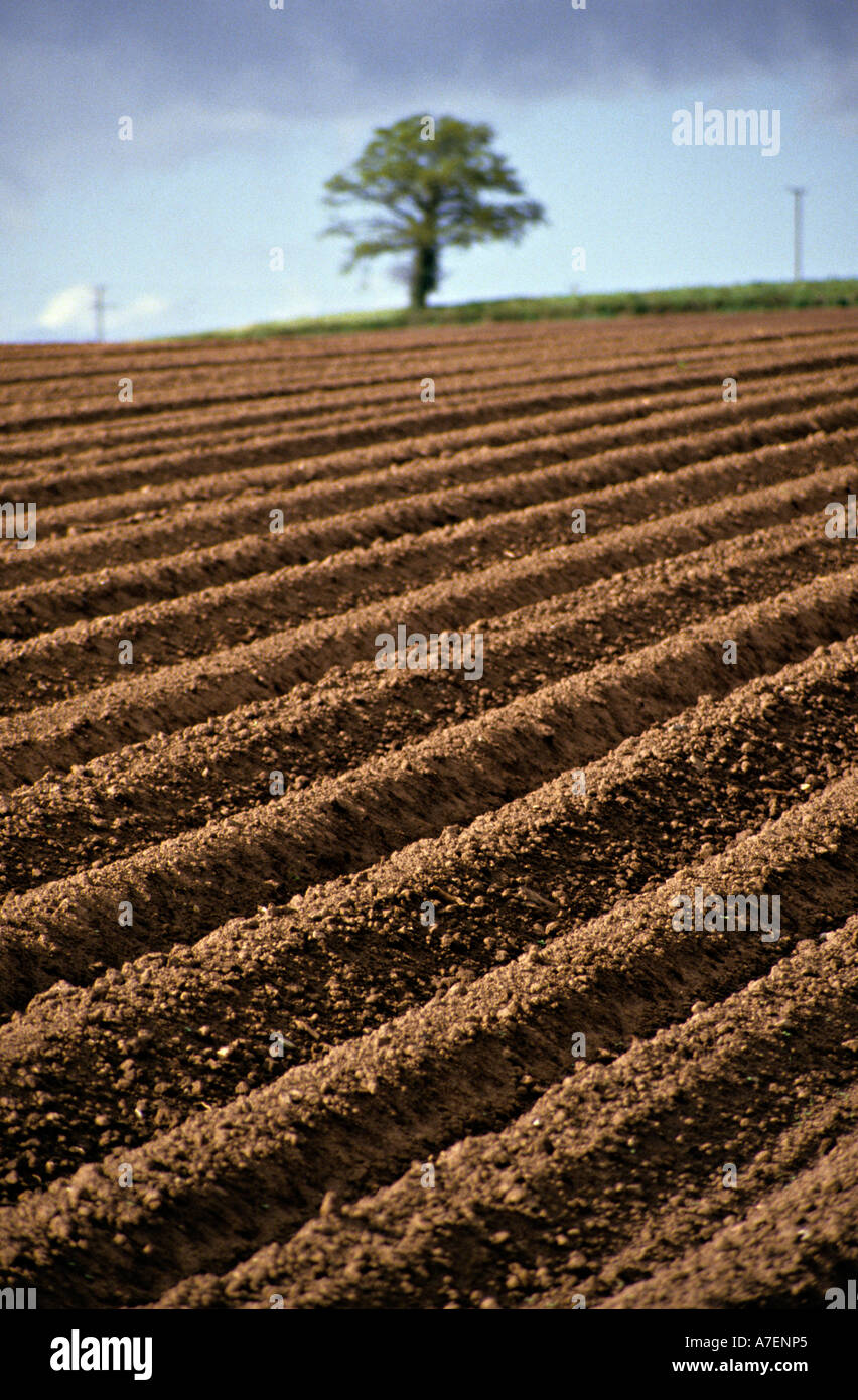 Acker Furchen und einzigen Baum auf Skyline von Wales UK Stockfoto