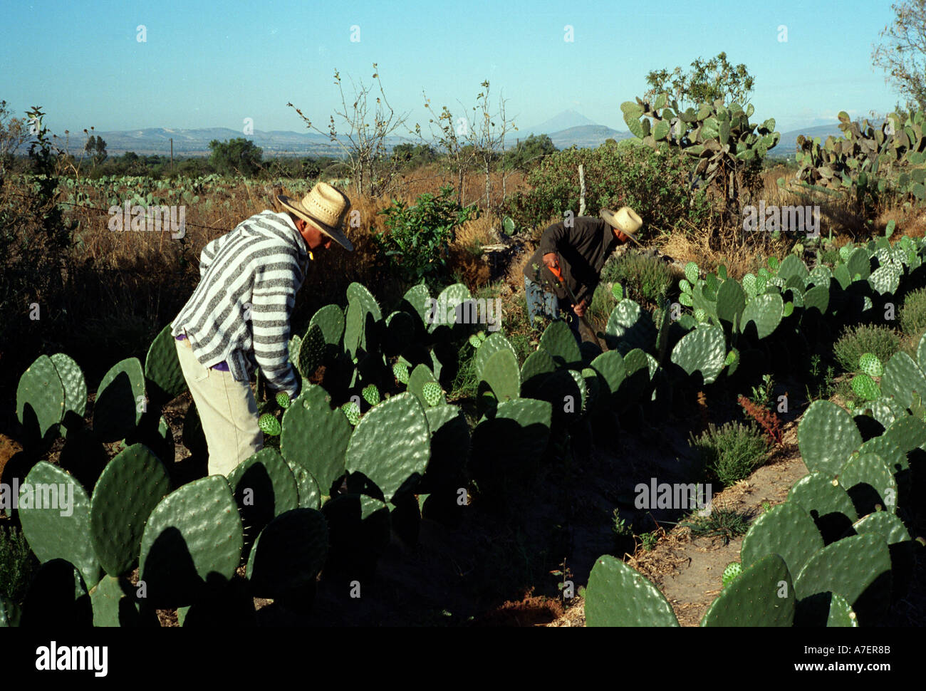 Mexiko, Puebla, San Sebastian Villanueva. Arbeiter auf einem Familienbauernhof Reinigung Felder des Nopal. Stockfoto