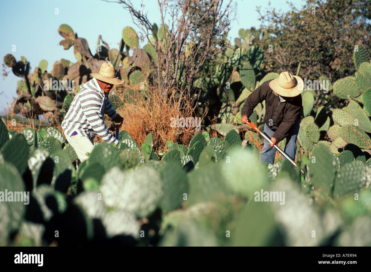 Mexiko, Puebla, San Sebastian Villanueva. Carbio, Arbeiter auf einem Familienbauernhof Reinigung Felder des Nopal. Stockfoto