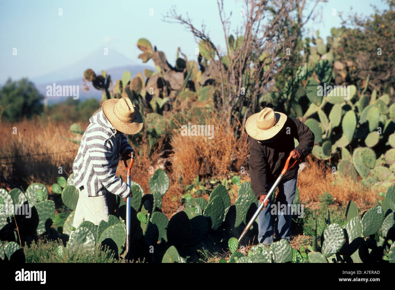 Mexiko, Puebla, San Sebastian Villanueva. Arbeitnehmer auf Bauernhof der Familie Felder des Nopal Reinigung. Stockfoto