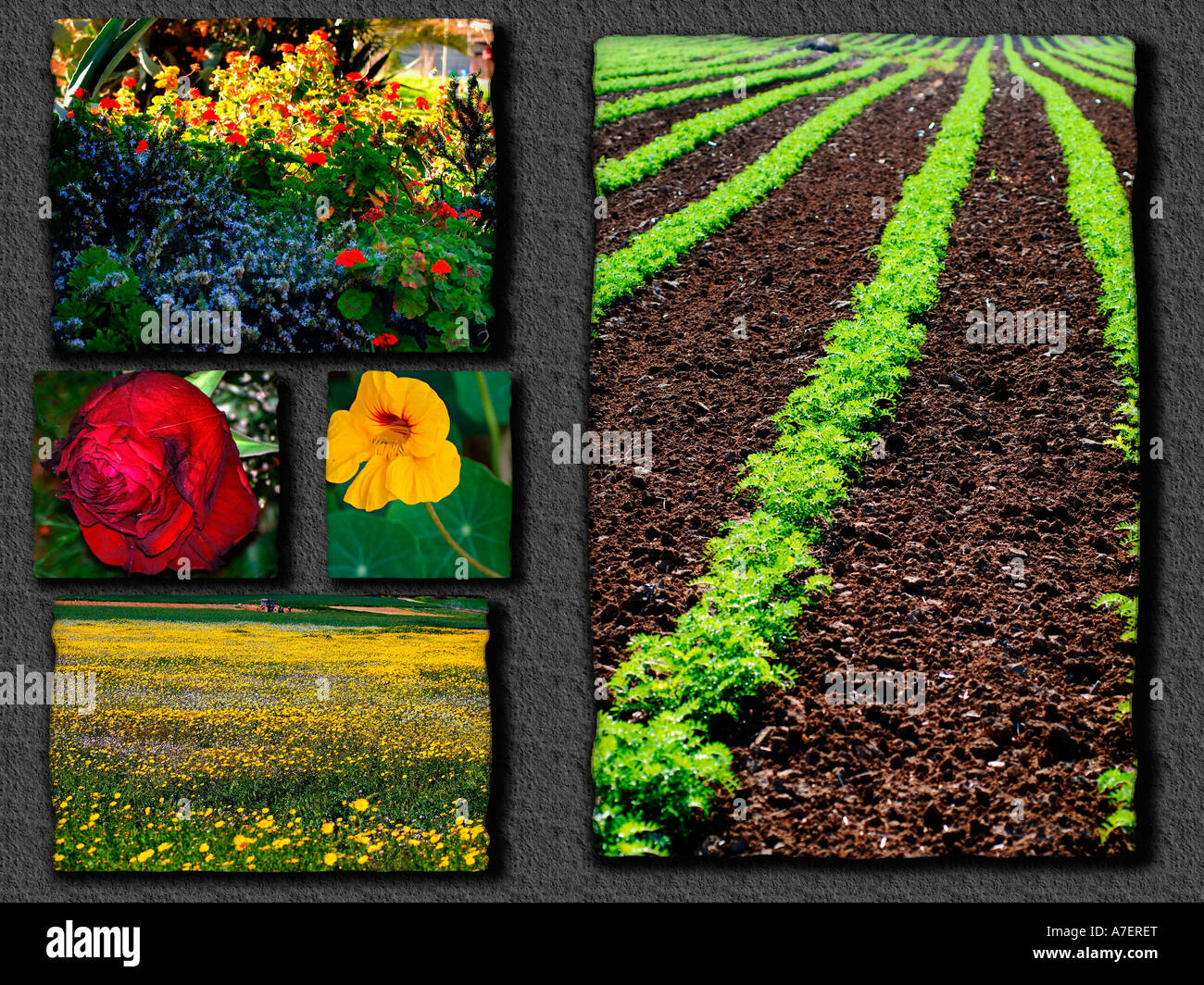 Collage von Gartenblumen Stockfoto