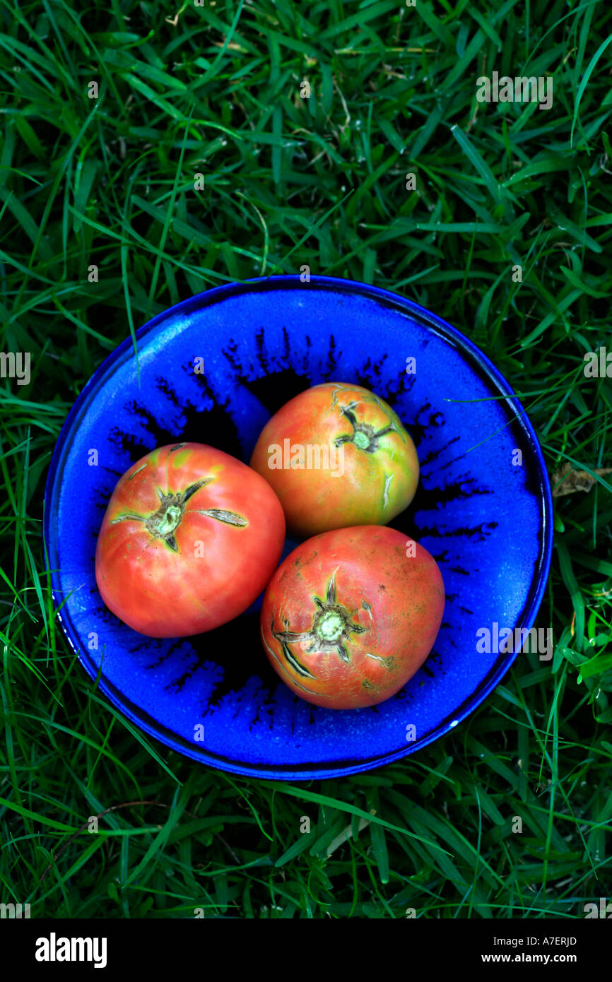 Bio-Rind-Herz-Tomaten Stockfoto