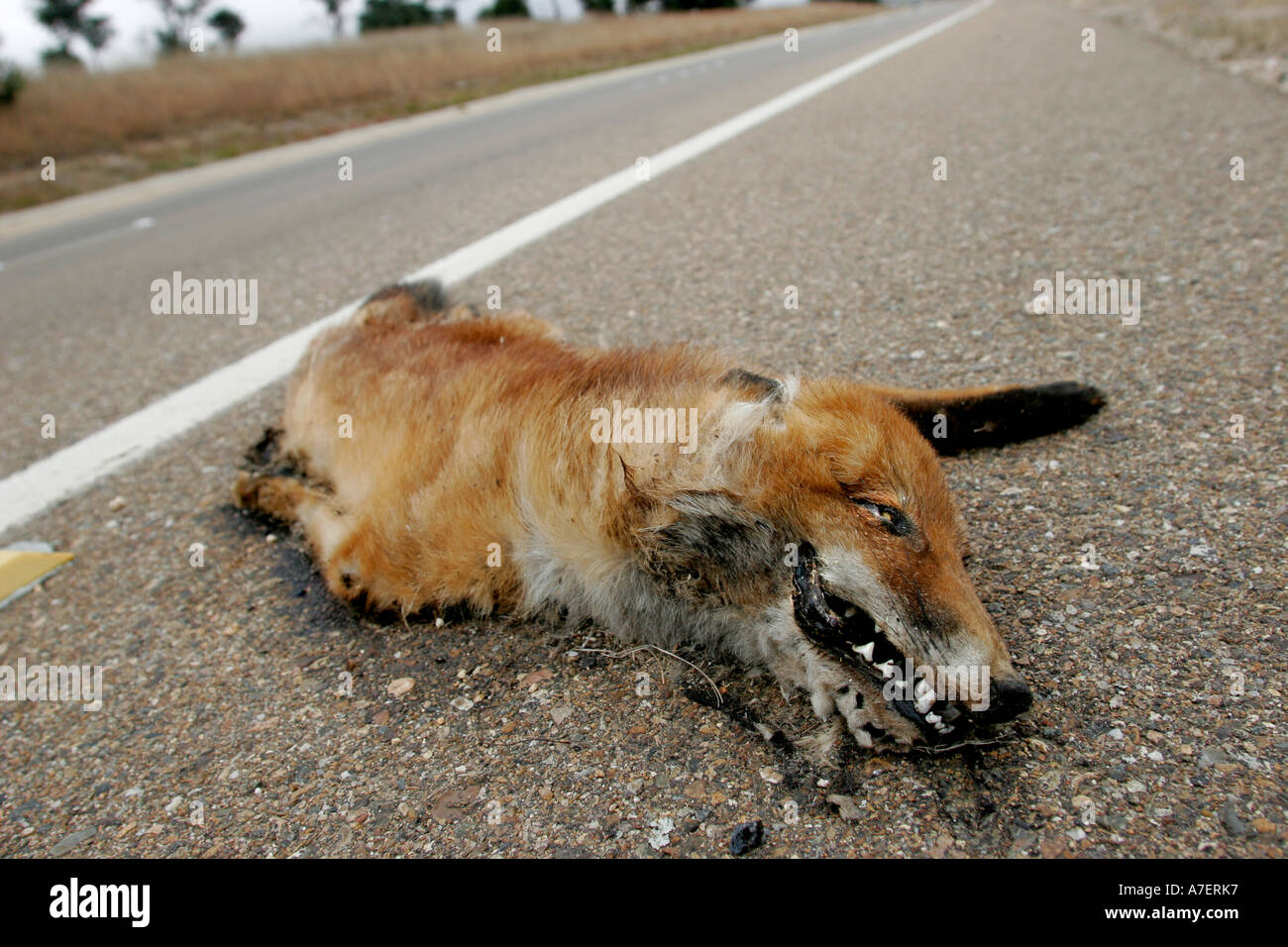 Road Kill toter Fuchs nach auf einer Straße überfahren Stockfoto