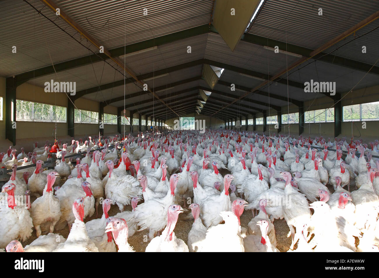 Tierhaltung - Türkei (Meleagridinae) Stockfoto
