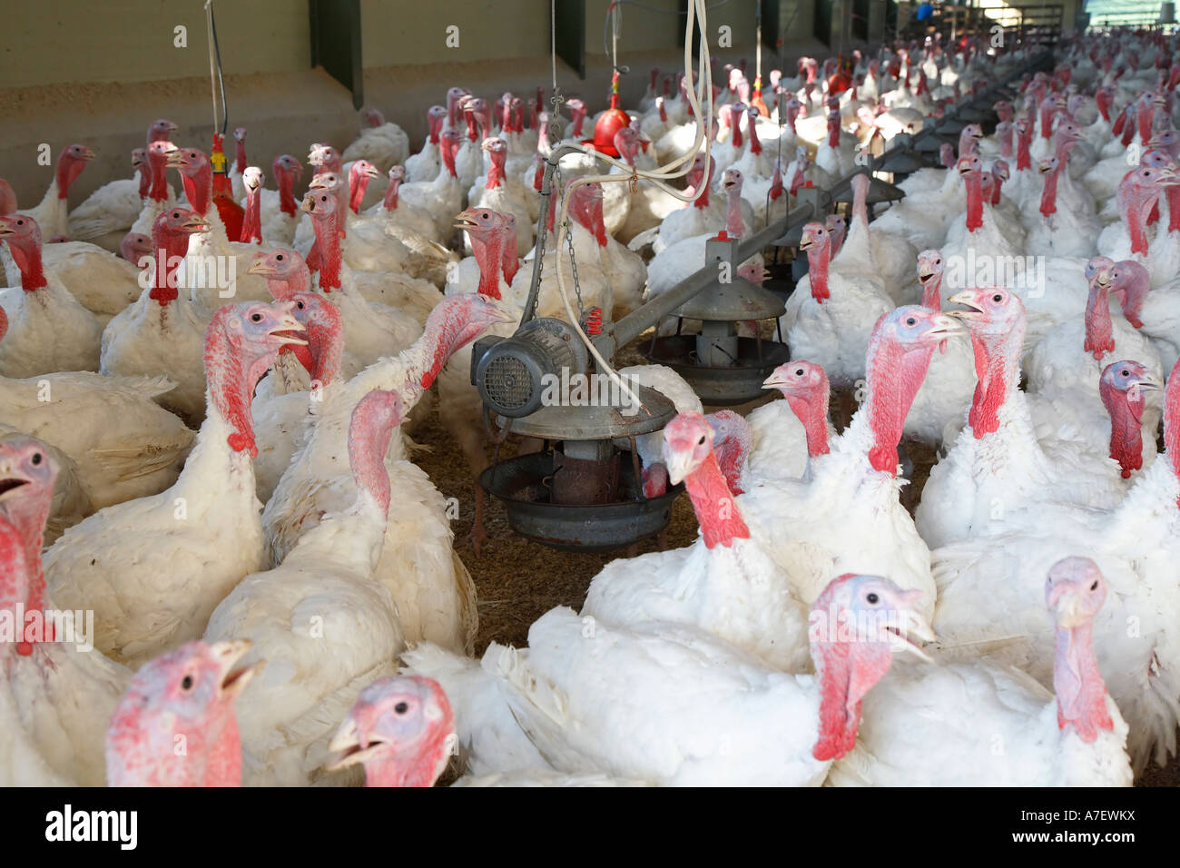 Tierhaltung - Türkei (Meleagridinae) Stockfoto