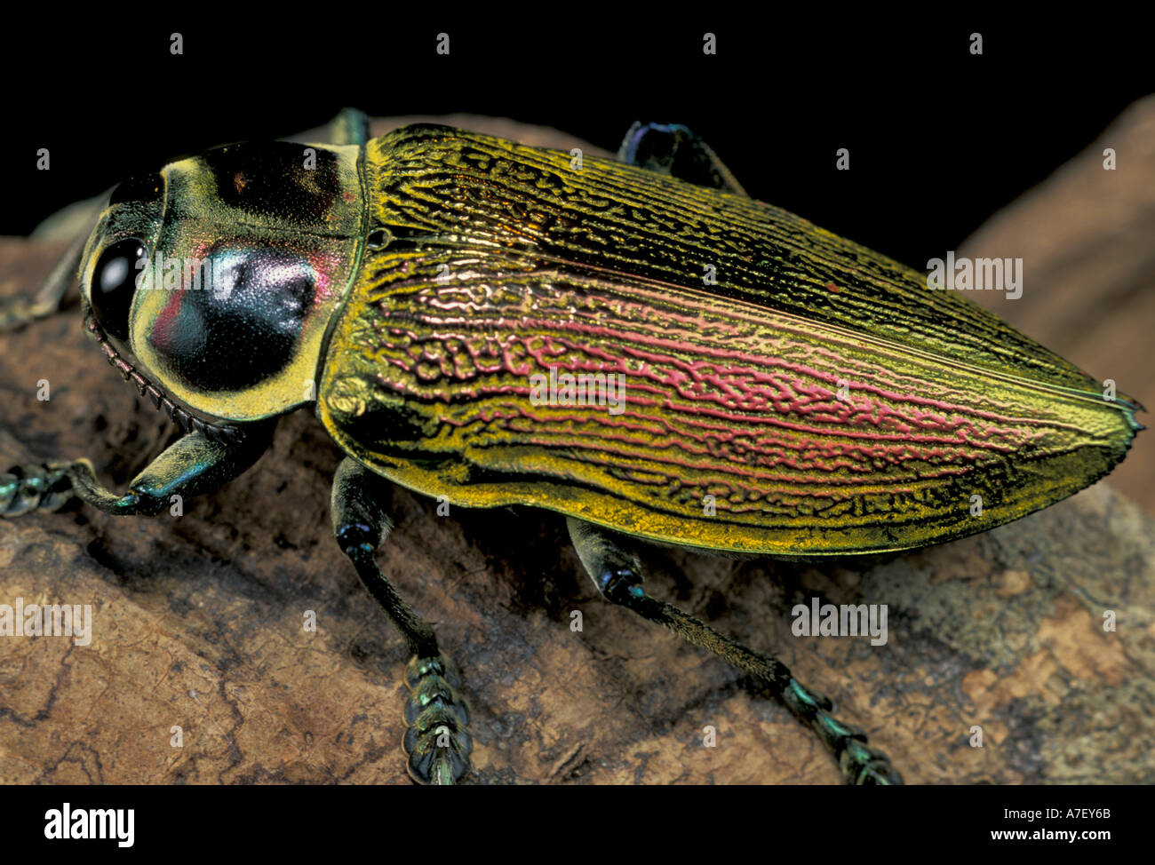 CA, Panama, Barro Colorado Island, Buprestid Käfer (Familie Buprestidae) Stockfoto