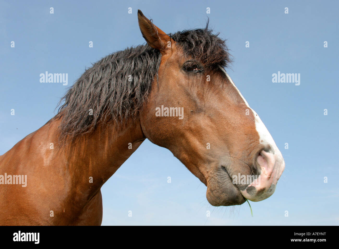 Pferd-portraet Stockfoto