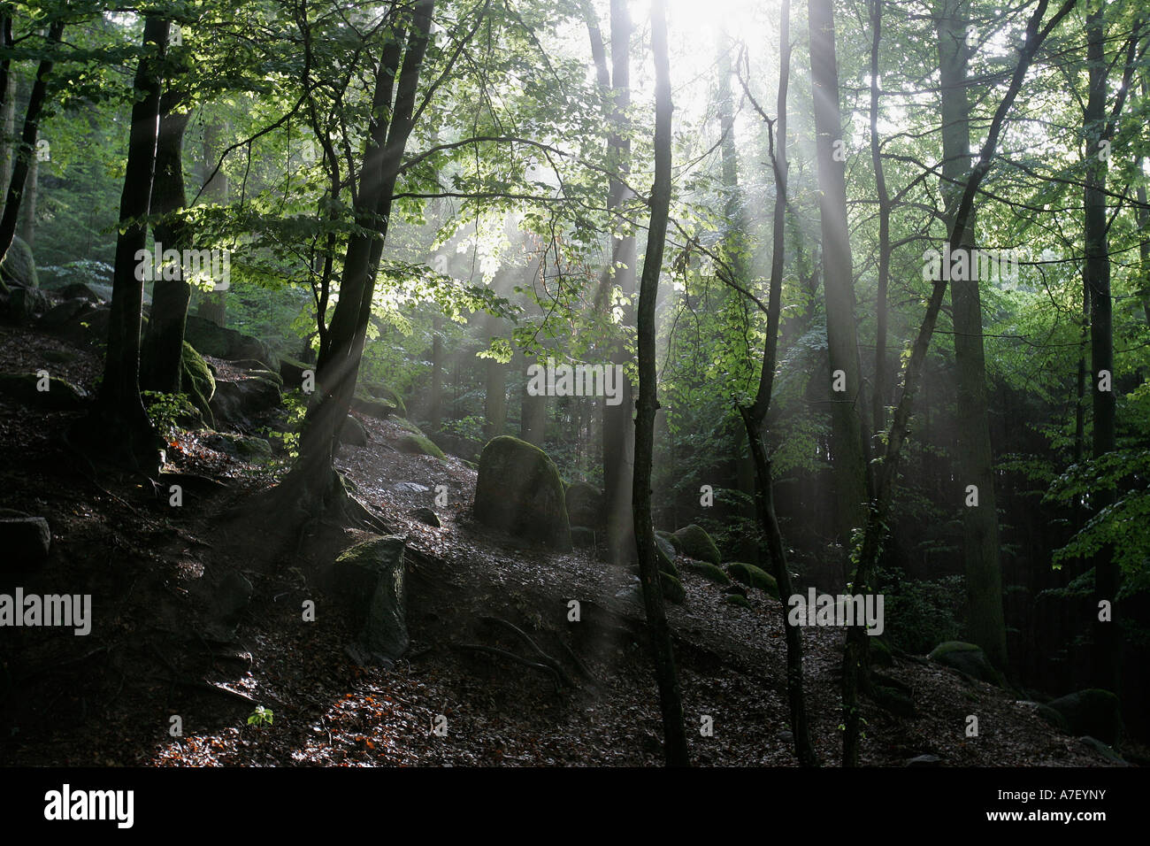 Wald, Deutschland Stockfoto