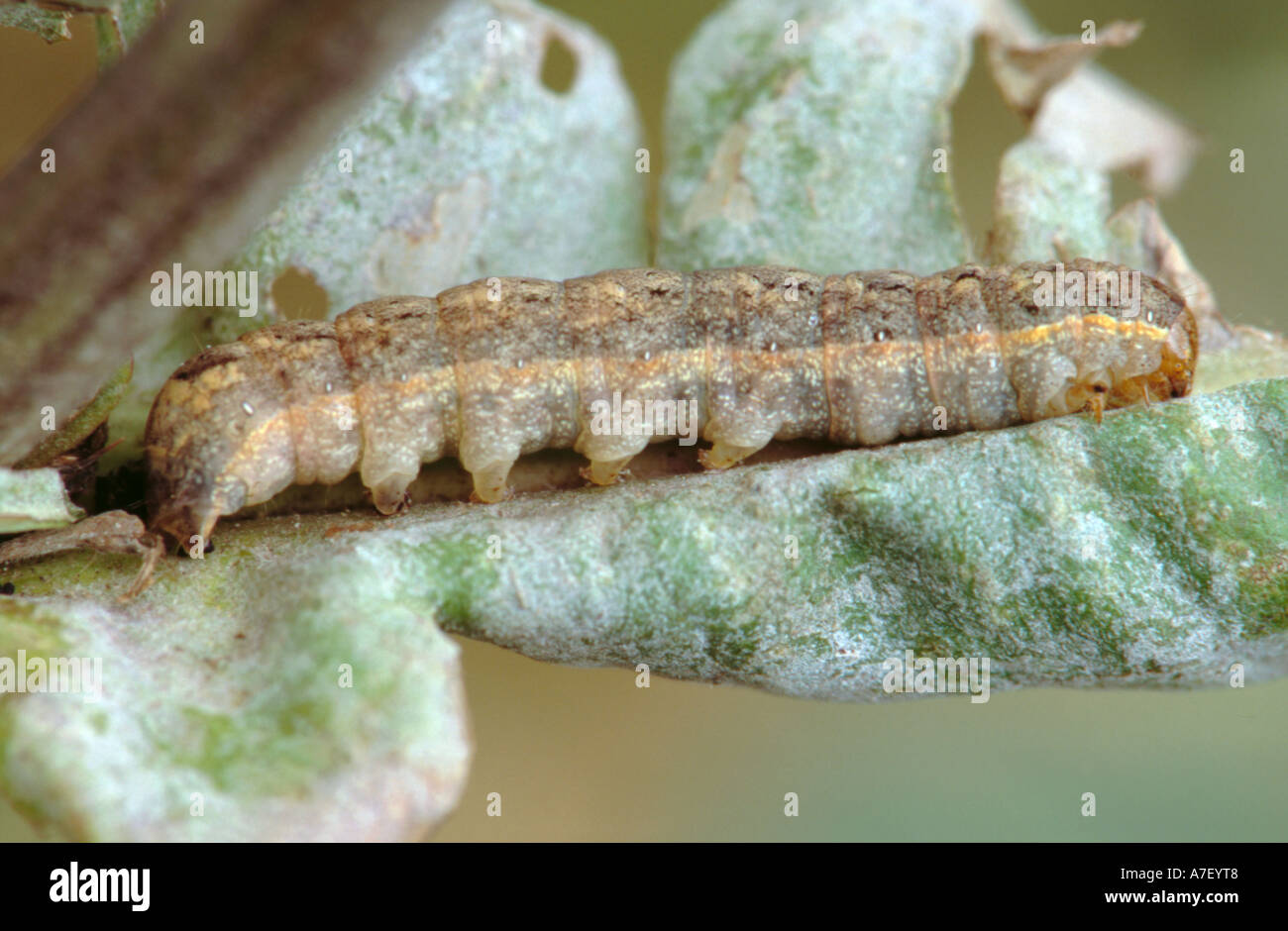 Winkel-Farbtöne Falter Raupe (Phlogophora Meticulosa), braune Form (es gibt auch eine grüne Form). Stockfoto