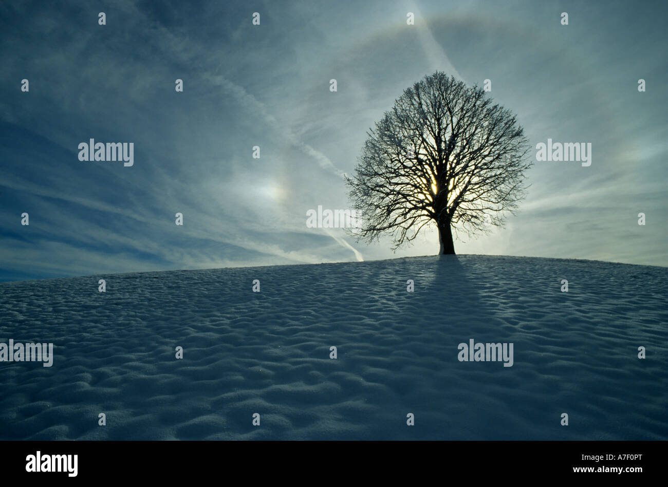 Winter Baum, Linde mit aura Stockfoto