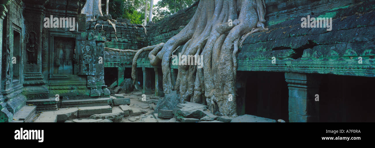 Ta Prohm Tempel Angkor Kambodscha Stockfoto