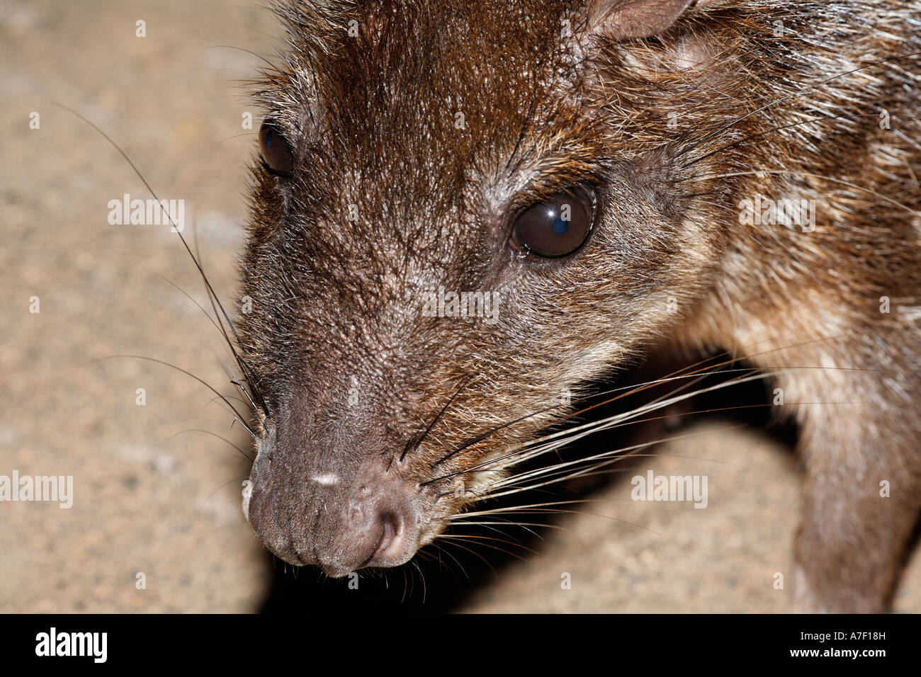 PACA, Agouti Paca (Cuniculus Paca), Costa Rica Stockfoto