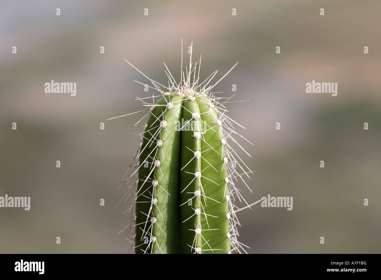 Kaktus in Nationalpark Palo Verde, Guanacaste, Costa Rica Stockfoto