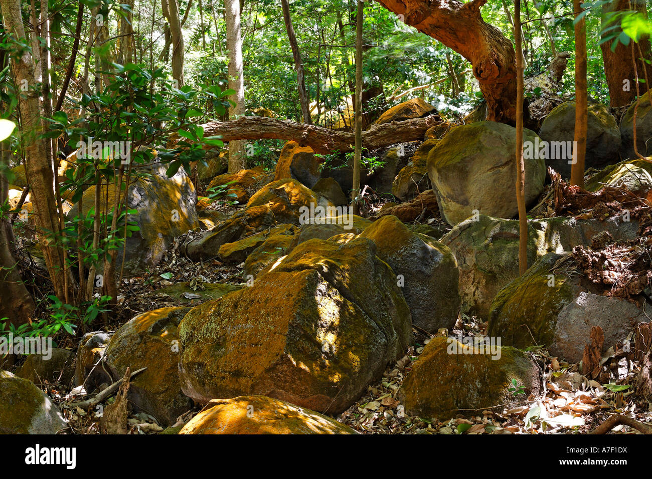Mooss und Flechten am Felsen, Rincon De La Vieja Nationalpark, Guanacaste, Costa Rica Stockfoto