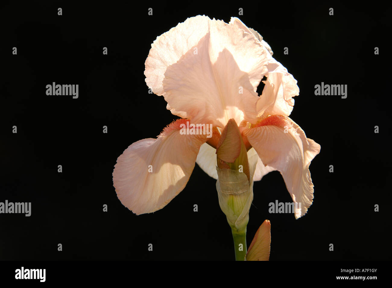 Iris (Iris Germanica) Stockfoto