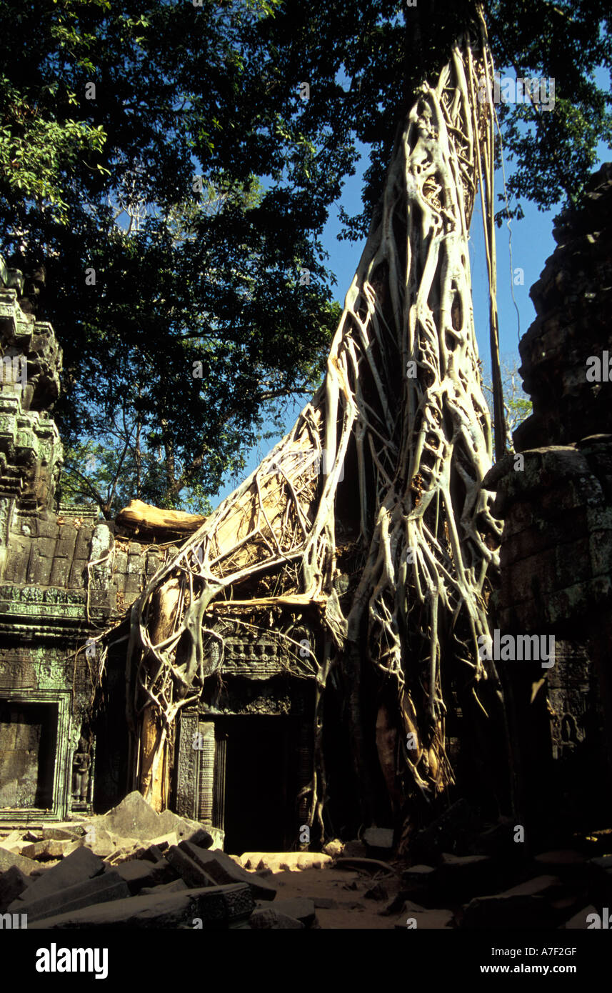 Baumwurzeln umwickelt Bügelwänden, Ta Prohm, Angkor, Kambodscha Stockfoto