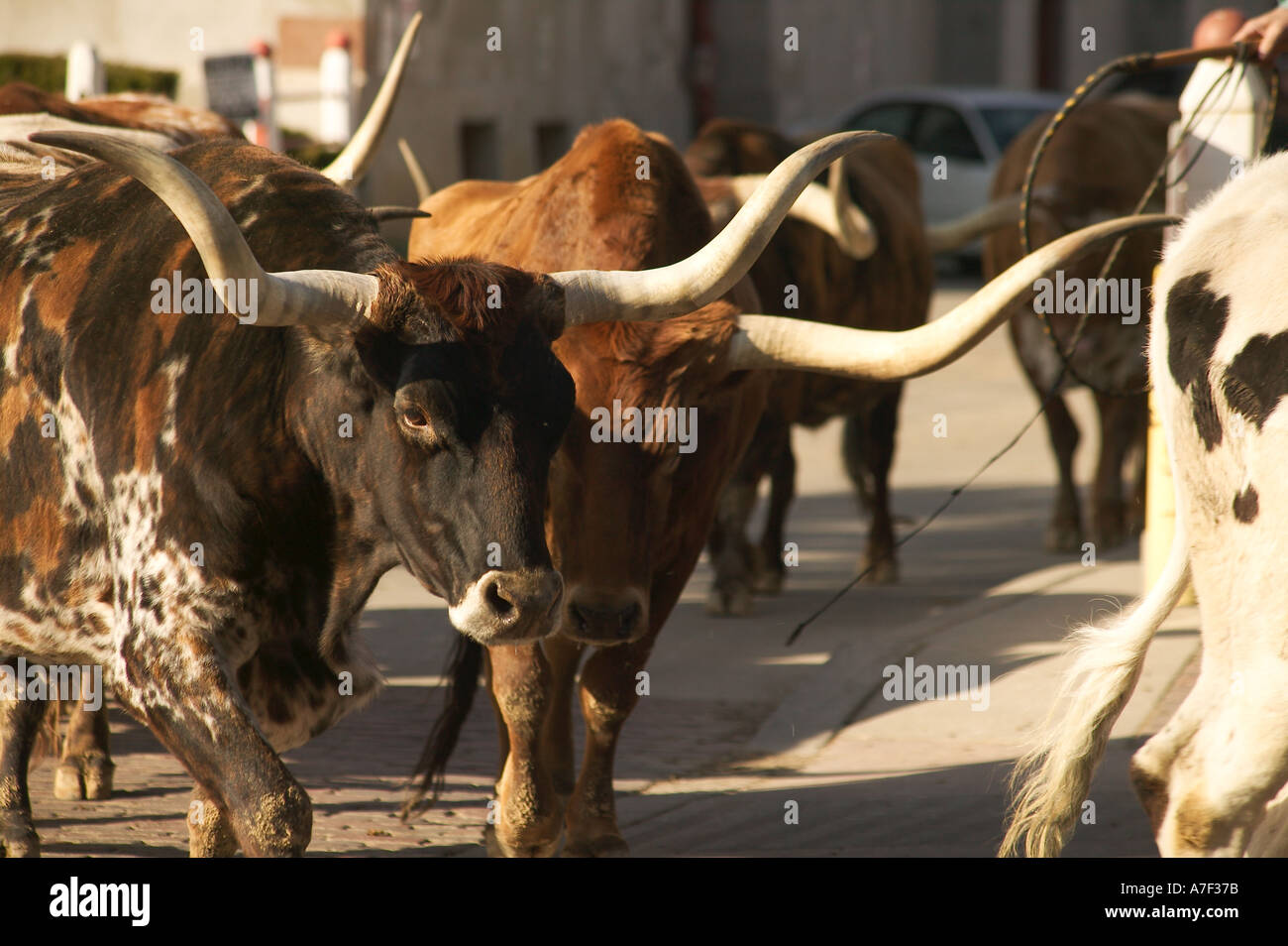 Longhorn Ochsen in Almabtrieb an historischen Ft Wert Stock Yards Texas Stockfoto